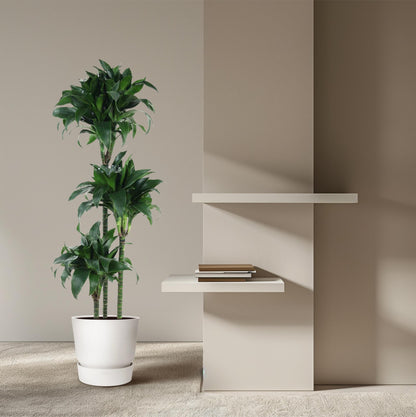 Dracaena Tatuade – 140 cm pflegeleichte Zimmerpflanze