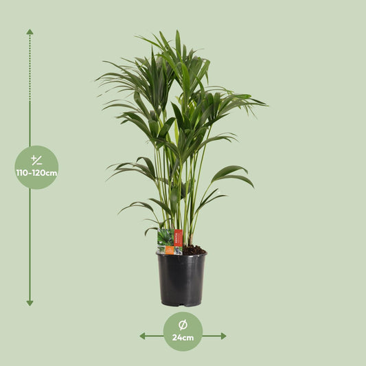 Howea Forsteriana (Kentia-Palme) Ø24cm, ca. 120cm hoch