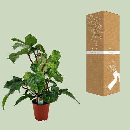 Philodendron Squamiferum – Pflegeleichte Zimmerpflanze Ø19cm