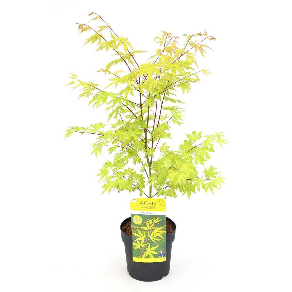 Fächerahorn 'Anne Irene' – 40 cm dekorativer Zierahorn