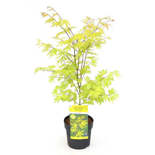 Fächerahorn 'Anne Irene' – 40 cm dekorativer Zierahorn