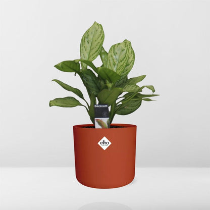 Aglaonema Christina – Luftreinigende Zimmerpflanze im ELHO b.for soft Rond 14cm Brique