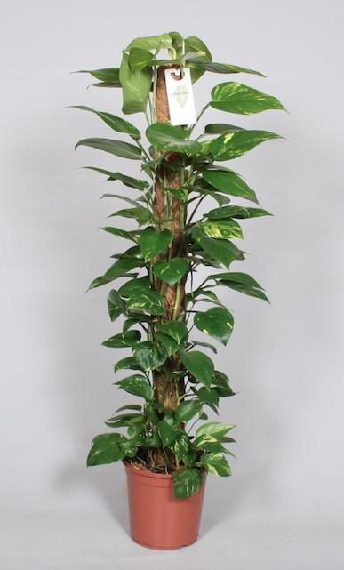 Epipremnum Pinnatum Mosstok – Pflegeleichte Kletterpflanze 120 cm