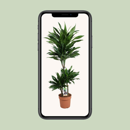 Dracaena Green Jewel – Elegante Zimmerpflanze Ø21cm