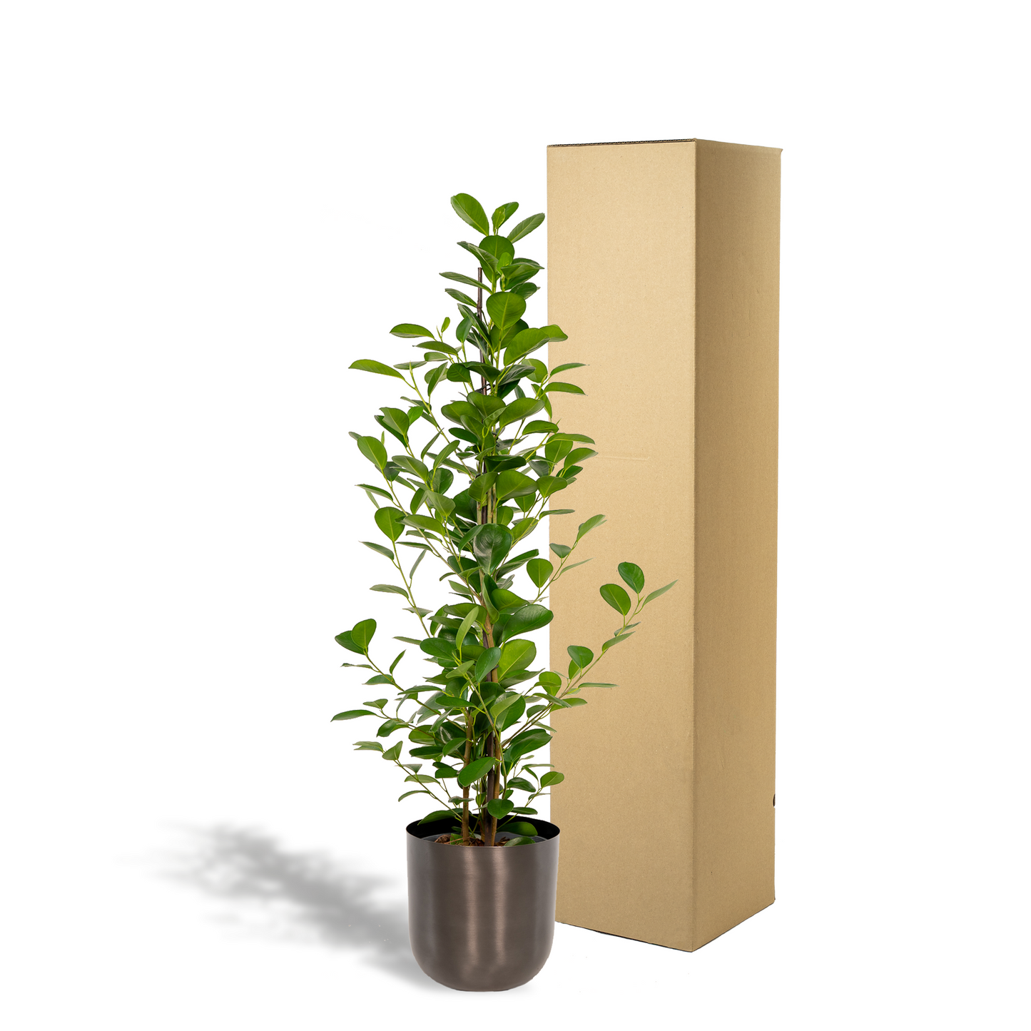Ficus microcarpa Moclame – Pflegeleichte luftreinigende Zimmerpflanze Ø21cm