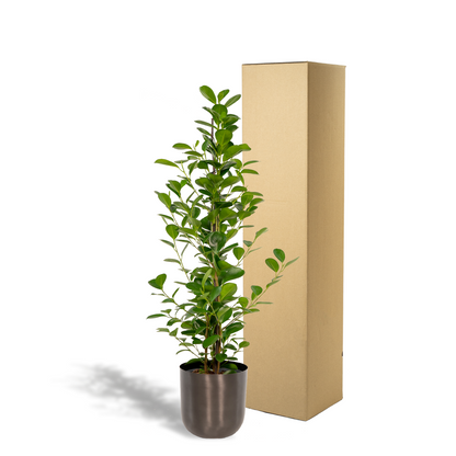 Ficus microcarpa Moclame – Pflegeleichte luftreinigende Zimmerpflanze Ø21cm