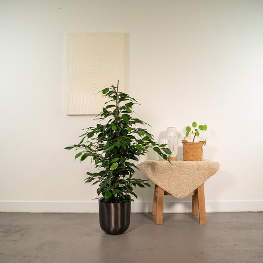 Ficus benjamina Danielle – Pflegeleichte Zimmerpflanze Ø21cm