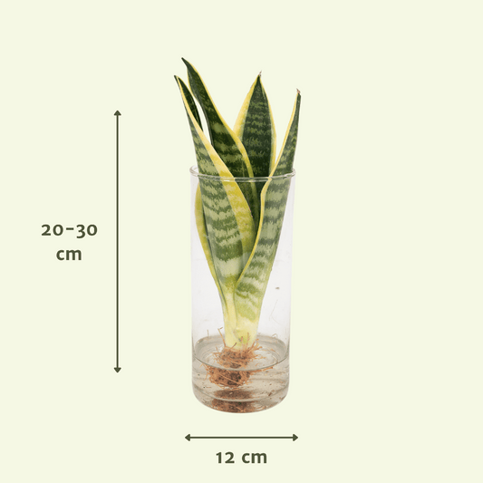 Bogenhanf im Glaszylinder Ø12cm – Pflegeleichte Zimmerpflanze