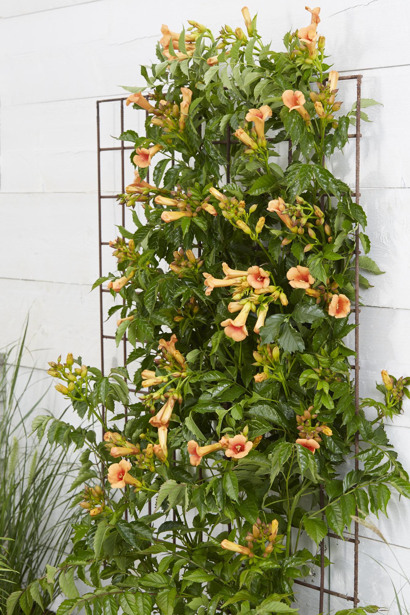 Trompetenblume 'Indian Summer' – Leuchtend orange, Ø15cm, 65cm hoch