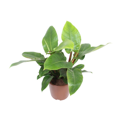 Philodendron Imperial Green – Pflegeleichte Zimmerpflanze Ø27cm