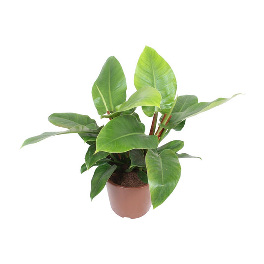 Philodendron Imperial Green – Pflegeleichte Zimmerpflanze Ø27cm