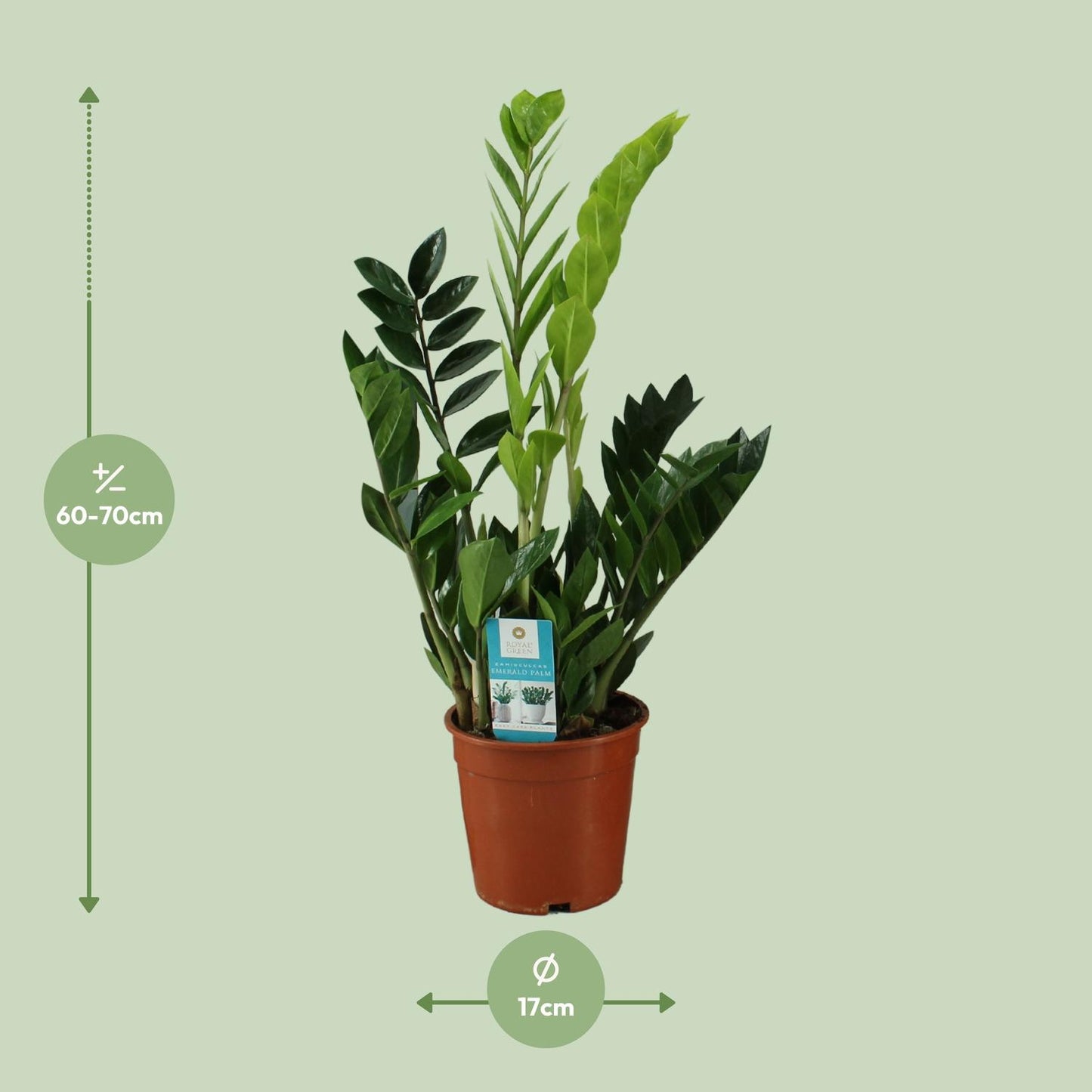 Zamioculcas Zamiifolia – Pflegeleichte Zimmerpflanze Ø17cm