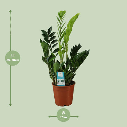 Zamioculcas Zamiifolia – Pflegeleichte Zimmerpflanze Ø17cm