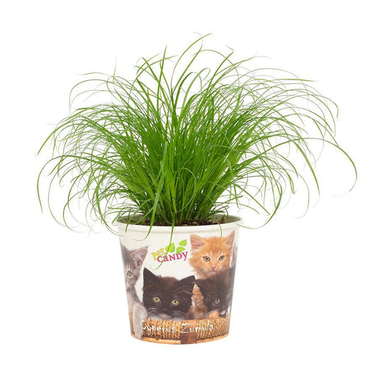 Zypergras Zumula 12cm – Pflegeleichtes Süßgras für Zuhause
