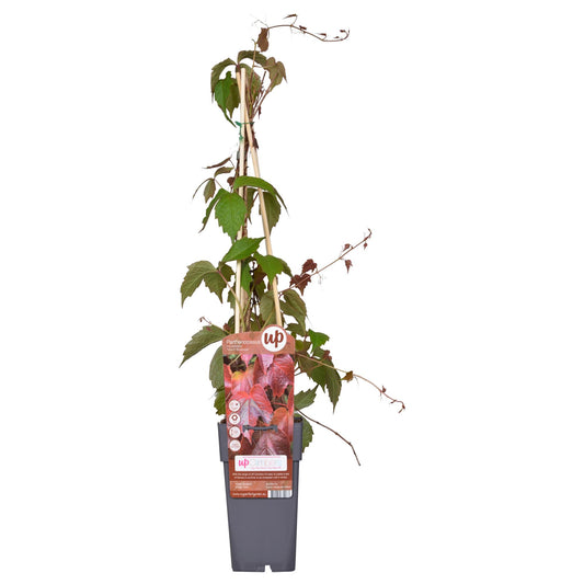Parthenocissus tricuspidata 'Veitch Boskoop' – Robuster Kletterwein