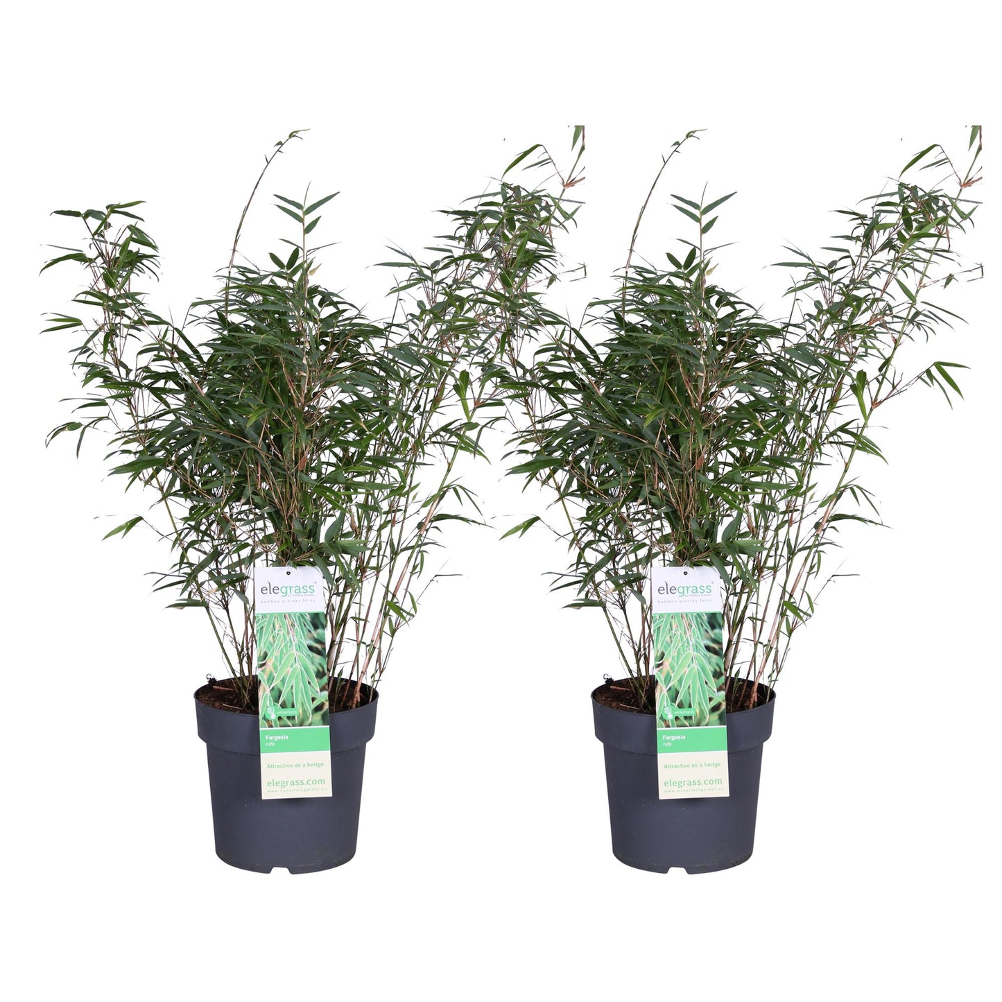 2x Fargesia rufa Bambus – kompakter, pflegeleichter Gartenbambus Ø23cm