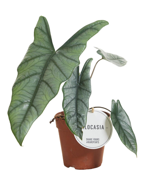 Alocasia Heterophylla – Pflegeleichte Tropische Zimmerpflanze Ø12cm