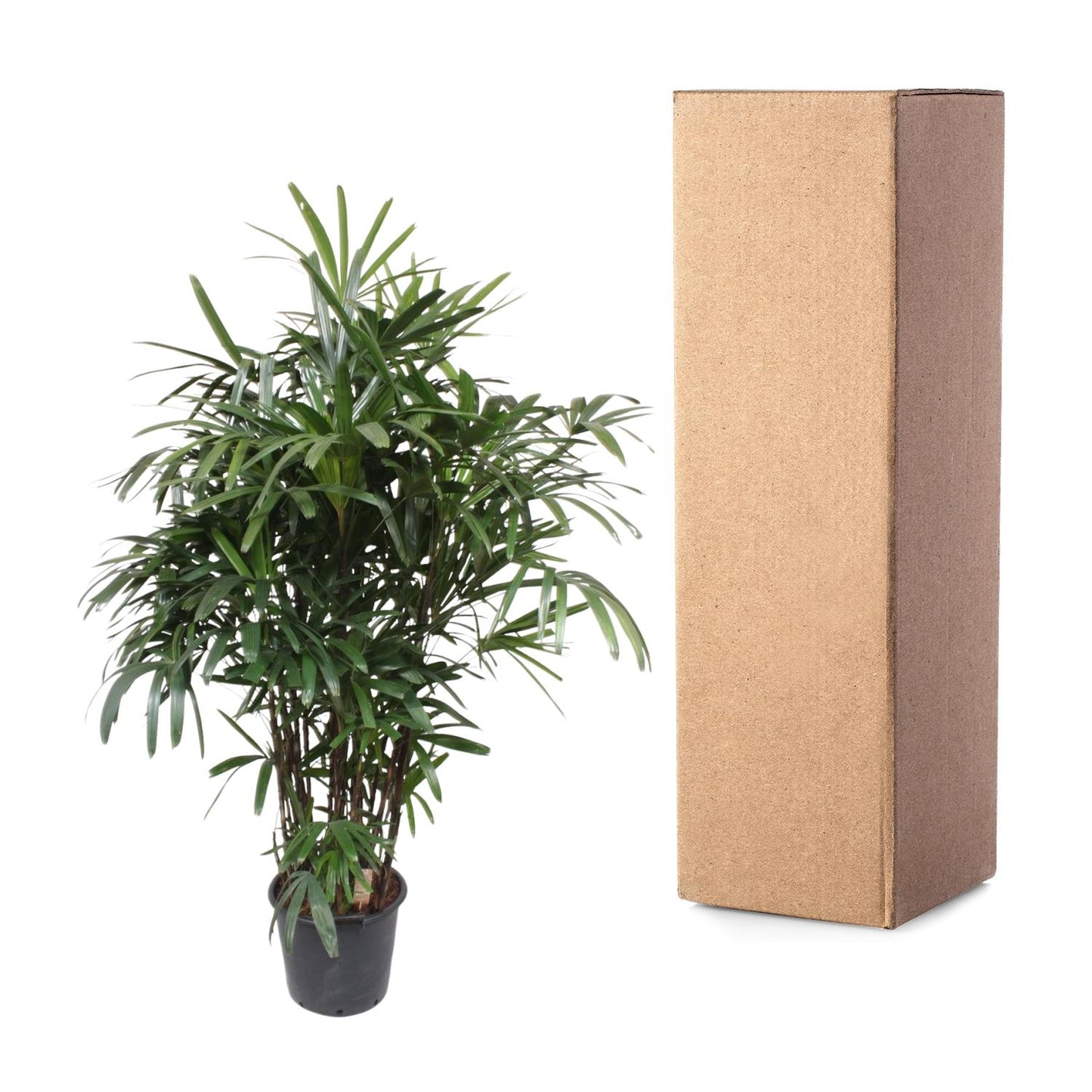 Rhapis Excelsa Damenpalme – 190 cm, ø40 cm