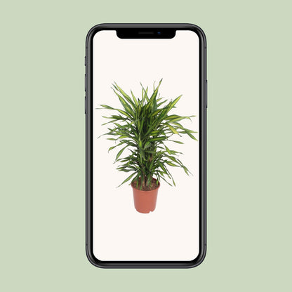 Dracaena Fragrans Riki – Pflegeleichter Drachenbaum Ø24cm