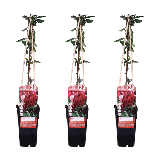 3x Lonicera japonica 'Red World' – Duftendes Geißblatt 65 cm
