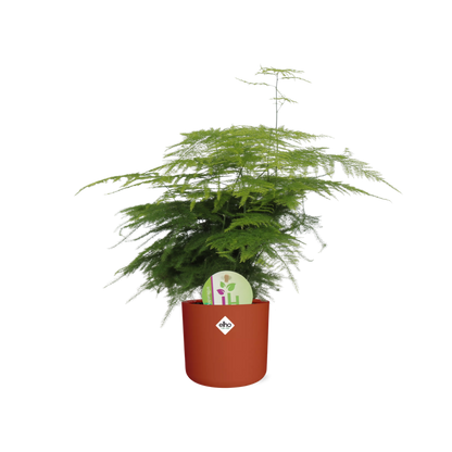 Asparagus ‘Plumosus’ – pflegeleichter Spargelfarn in ELHO Topf 14cm