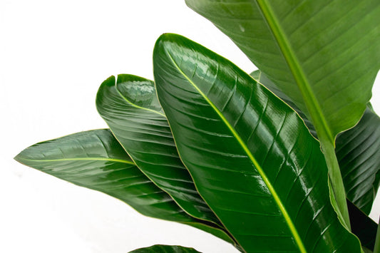 Strelitzia Nicolai de luxe XXL – 250 cm, ø40 cm