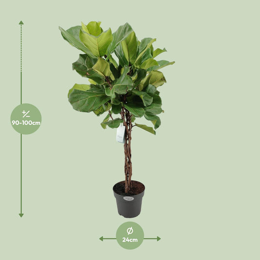 Ficus Lyrata Geflechtstamm – Pflegeleichter Geigenfeigenbaum Ø24cm, 100cm hoch
