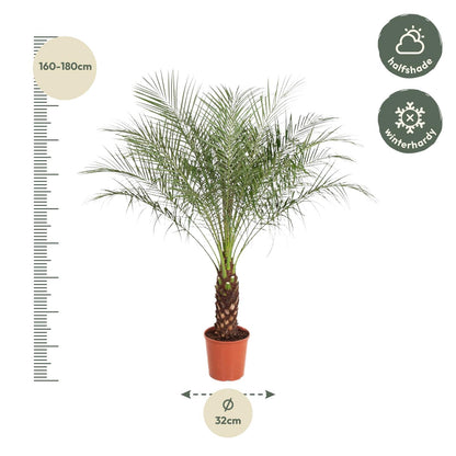 Phoenix Roebelenii – Kanarische Dattelpalme 190 cm
