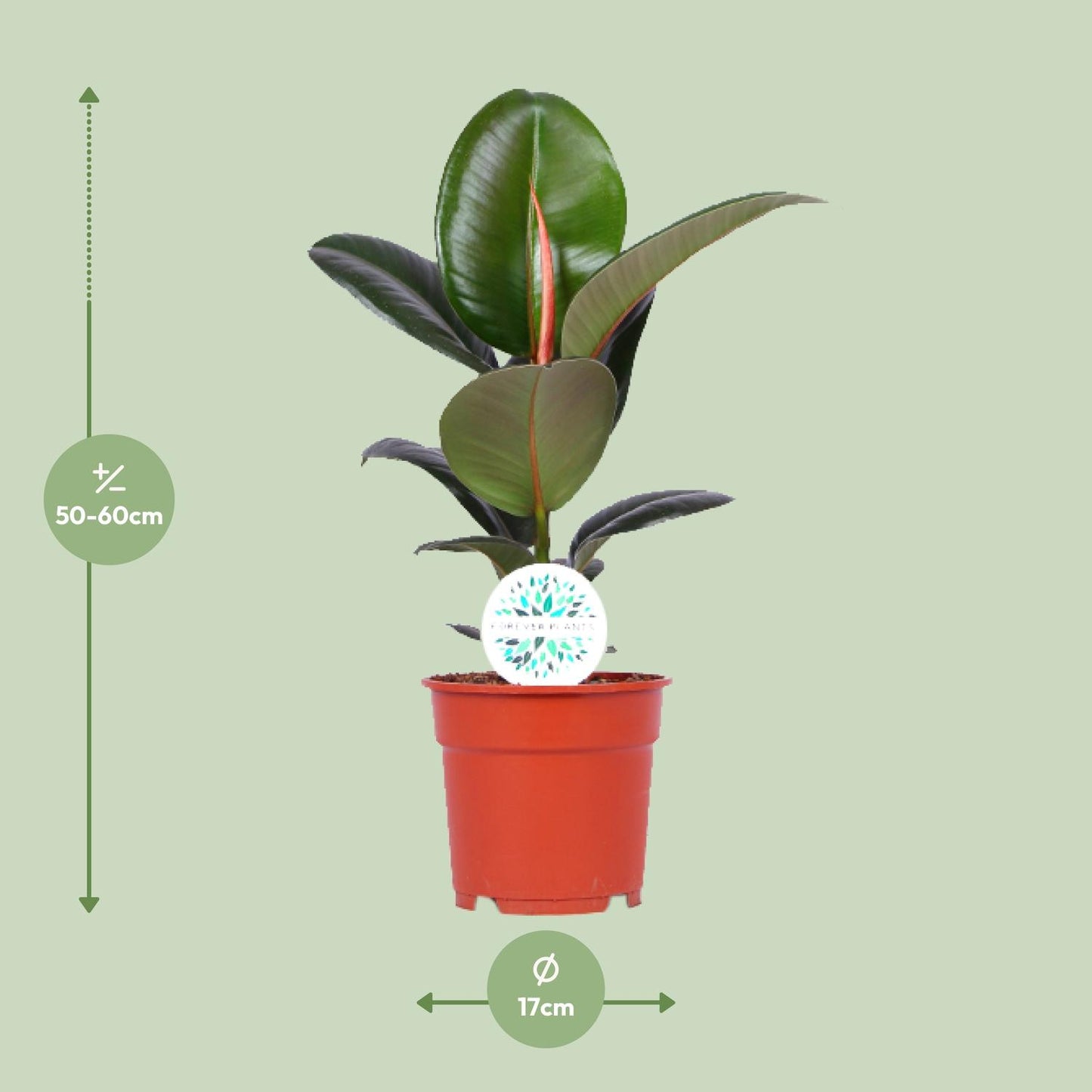 Ficus Elastica Robusta – Pflegeleichter Gummibaum Ø17cm