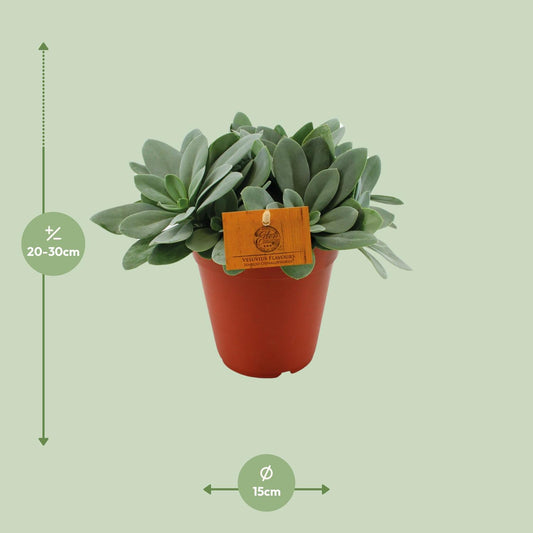 Senecio Cephalophorus – Pflegeleichte Zierpflanze Ø15 cm