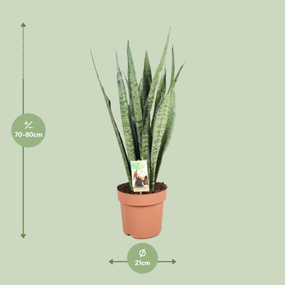 Sansevieria Zeylanica – Pflegeleichte Schwiegermutterzunge Ø21cm