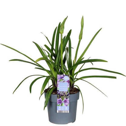 Agapanthus 'Poppin Purple' – Farbenfrohe Schmucklilie Ø19cm