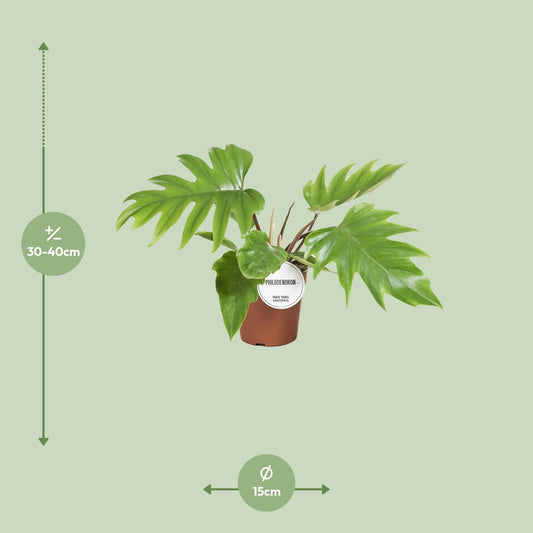 Philodendron Mayoi – Pflegeleichte tropische Zimmerpflanze Ø15cm