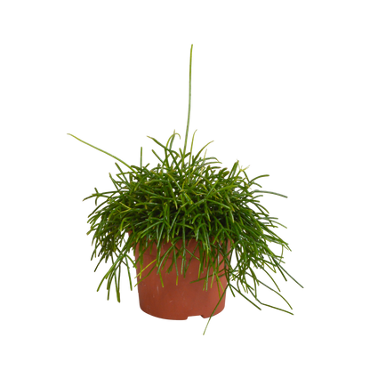 Rhipsalis baccifera Oase 12 cm – Pflegeleichte Sukkulente