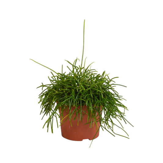 Rhipsalis baccifera Oase 12 cm – Pflegeleichte Sukkulente
