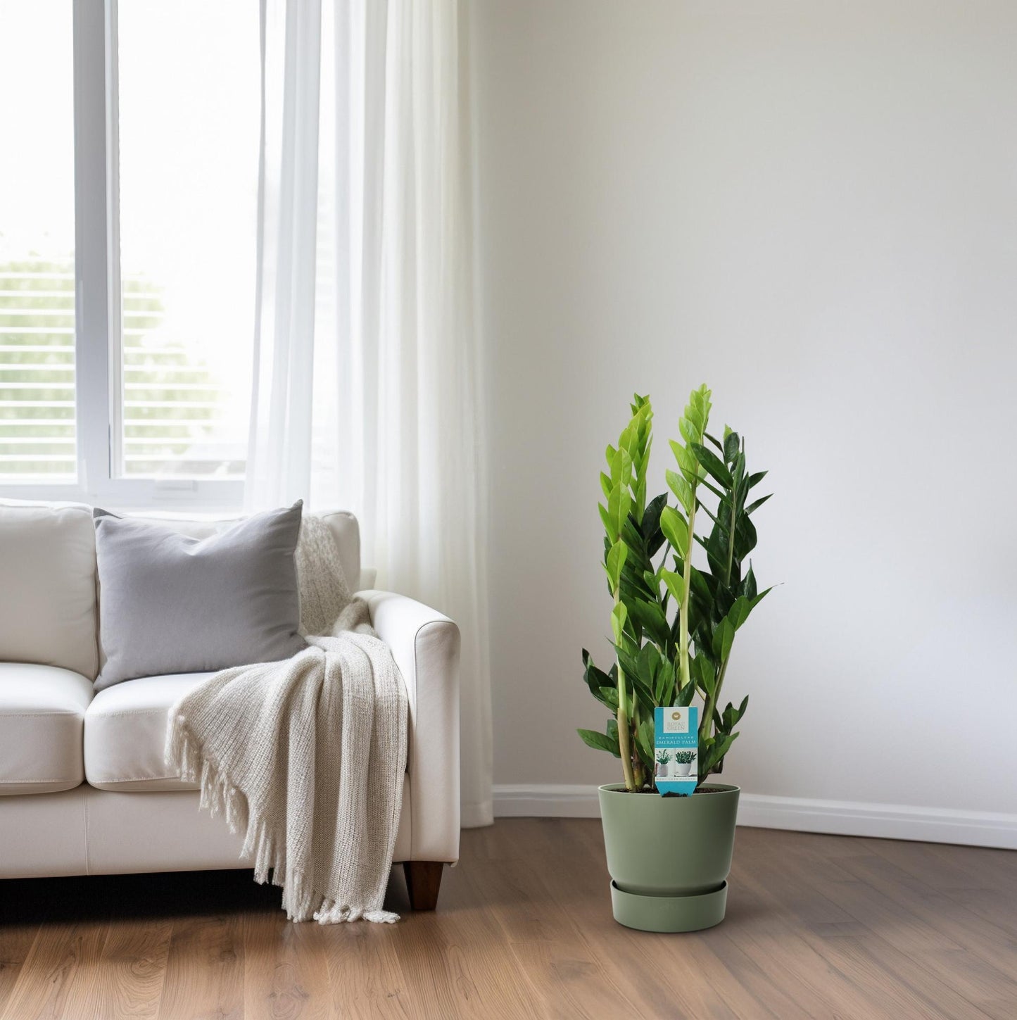 Zamioculcas Zamiifolia – Pflegeleichte ZZ-Pflanze Ø17cm, 65cm hoch