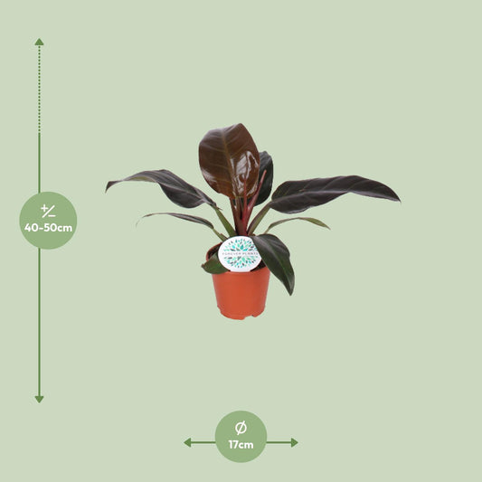 Philodendron Imperial Red – Pflegeleichte Zimmerpflanze Ø17cm