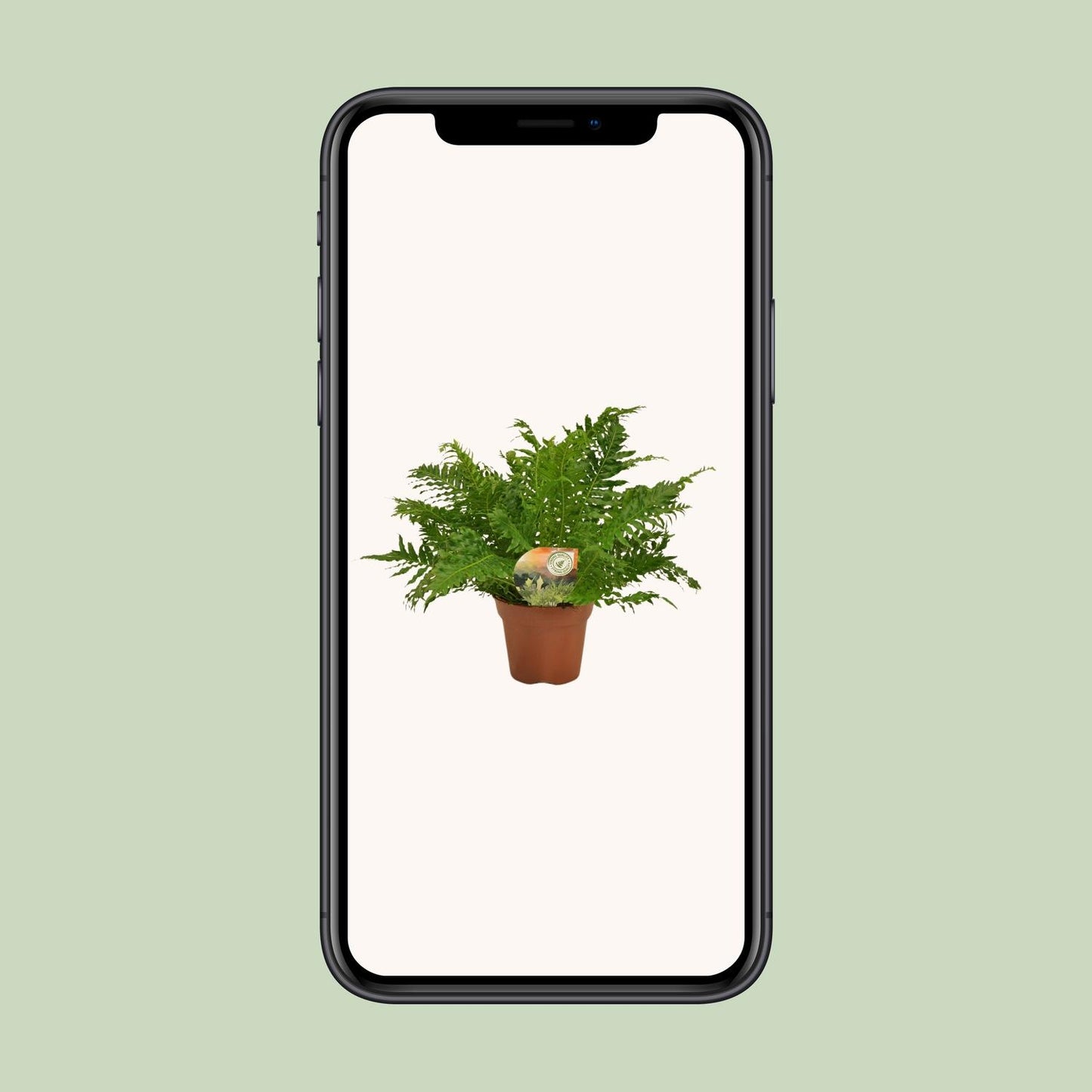 Blechnum Silver Lady – Eleganter pflegeleichter Zimmerfarn Ø17cm