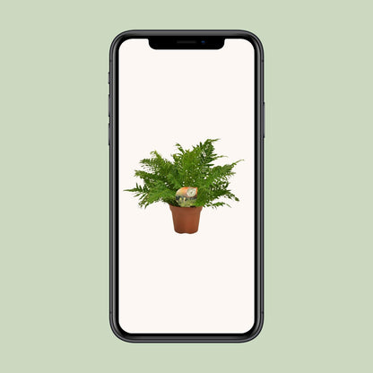 Blechnum Silver Lady – Eleganter pflegeleichter Zimmerfarn Ø17cm