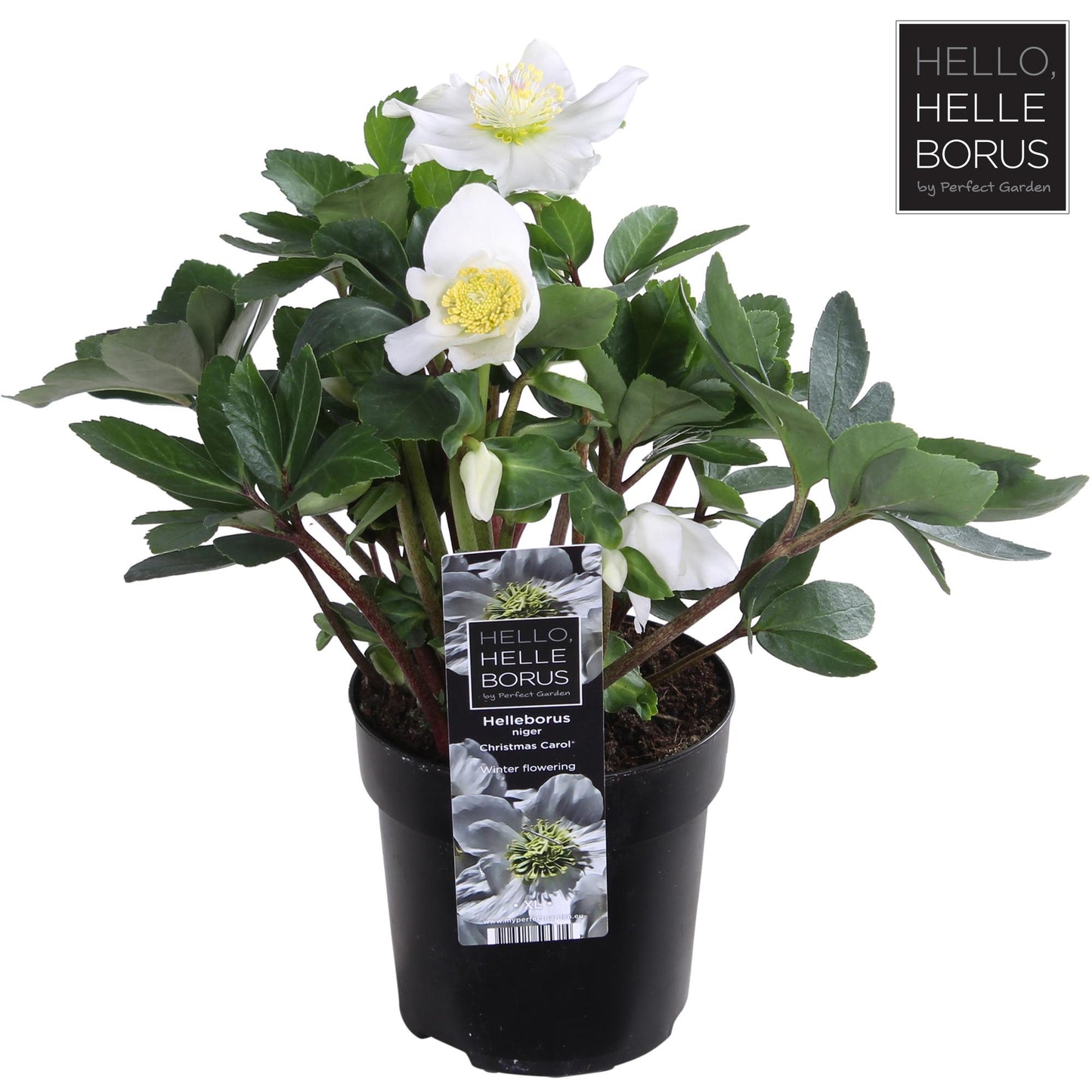 Helleborus Niger 'Christmas Carol' – Winterharte Christrose XL