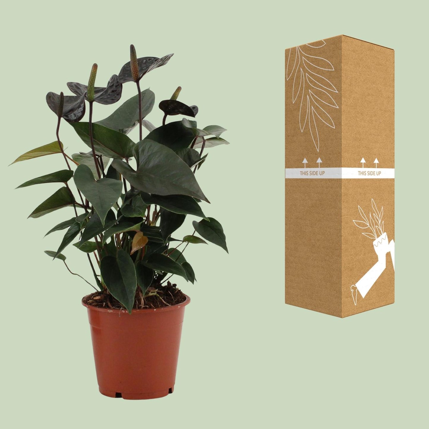 Flamingoblume 'Black Love' – pflegeleichte Anthurie im 12cm Topf