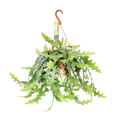 Selenicereus Anthonyanus – Trendige, pflegeleichte Zimmerpflanze Ø21 cm