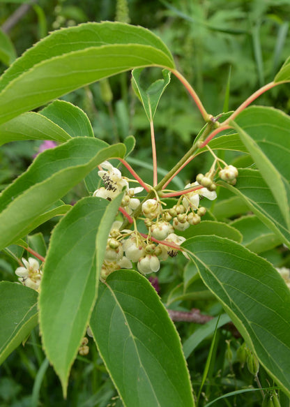 3x Actinidia arguta 'Issai' – Mini-Kiwi, Ø13cm Topf, 45cm Höhe