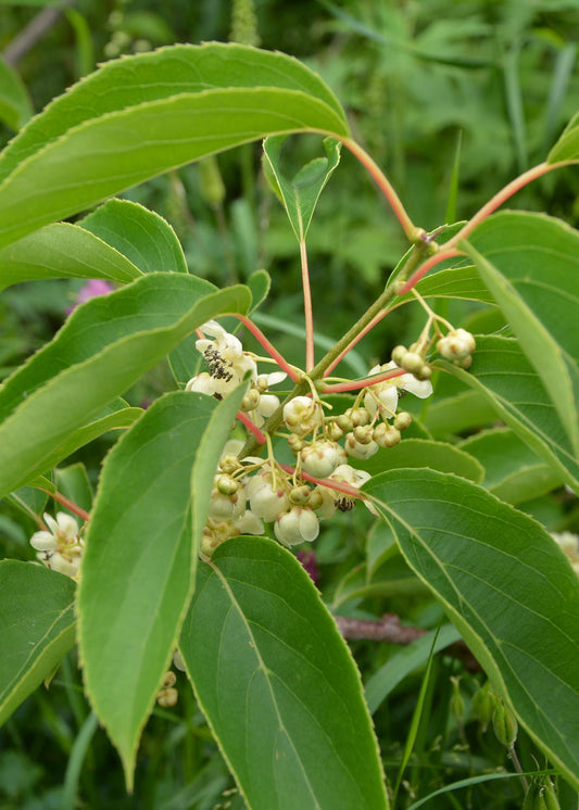 3x Actinidia arguta 'Issai' – Mini-Kiwi, Ø13cm Topf, 45cm Höhe