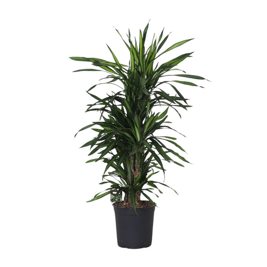 Dracaena Fragans 'Rikii' – Pflegeleichte Zimmerpflanze Ø27cm