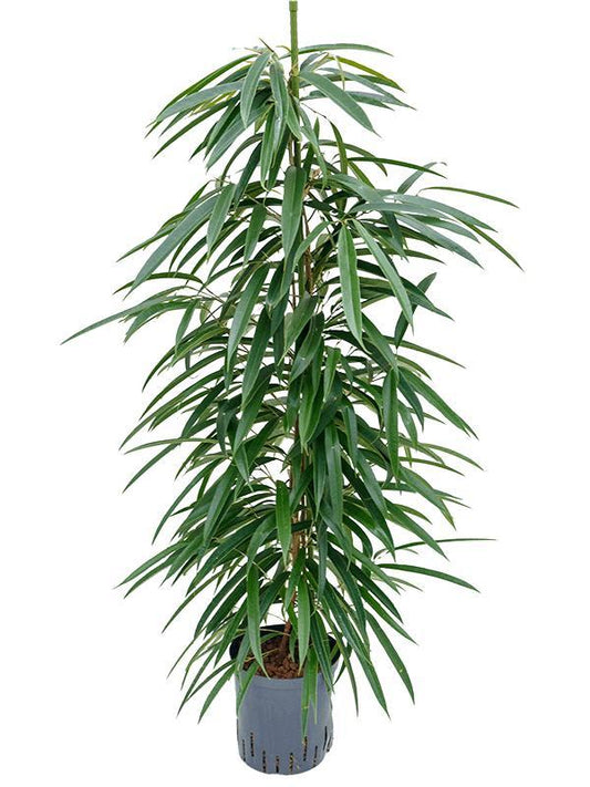 Ficus Alii – Pflegeleichter Eleganter Zimmerficus Ø18cm