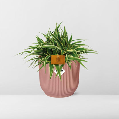 Chlorophytum Ocean 15cm im ELHO Vibes Fold Topf rosa