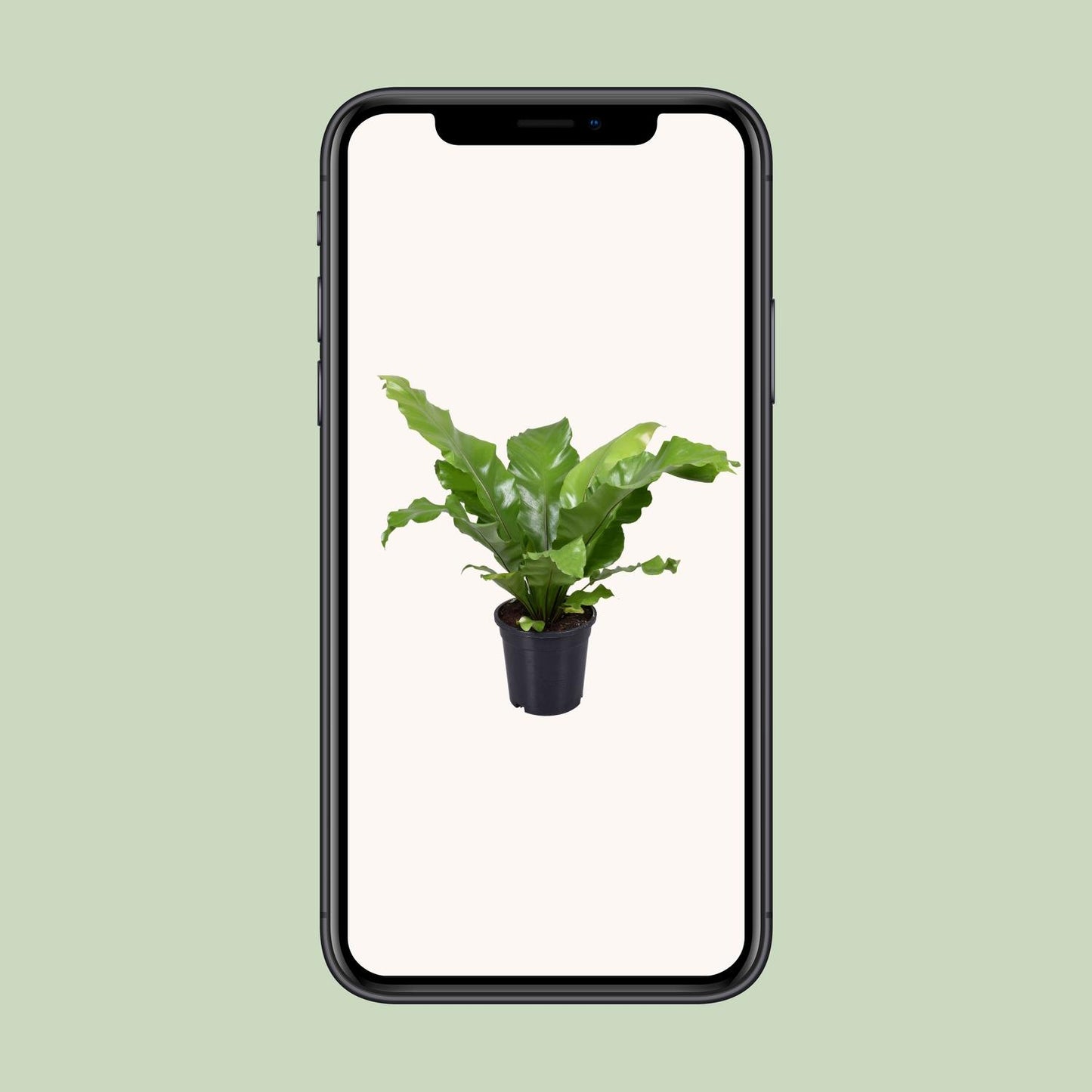 Asplenium Nidus – Pflegerleichter Vogelnestfarn Ø17cm