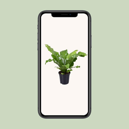 Asplenium Nidus – Pflegerleichter Vogelnestfarn Ø17cm