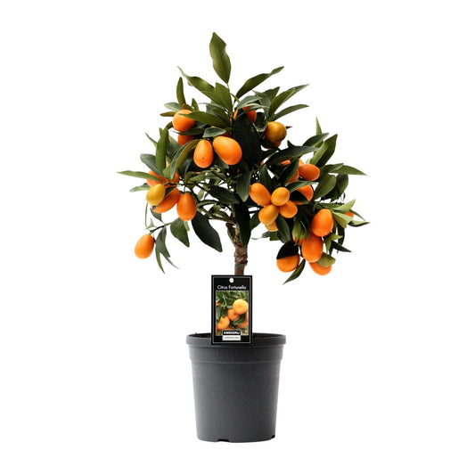 Citrus Kumquat – Pflegeleichte Zitruspflanze Ø16cm